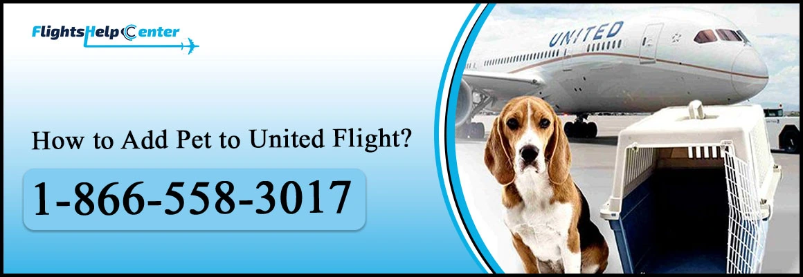 How to Add Pet to United Flight